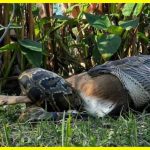 Бірманський пітон повністю проковтнув оленя