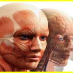 Дивовижна анатомія: 40 м'язів обличчя