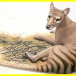 Вчені відроджують тасманійського вовка