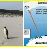 Неймовірна подорож. Імператорський пінгвін доплив з Антарктиди до Австралії. Пінгвін подолав понад 3500 км (майже 2175 миль) у пошуках їжі