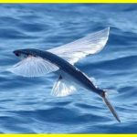 Літаюча чудо риба-парусник