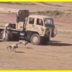 Роботи-собаки на службі китайської армії