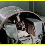 The first Earth traveler in space is the cosmonaut dog Laika. 67 years ago, a dog named Laika became the first creature from Earth sent into orbit