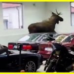 У Швеції лось несподівано заблукав до місцевого автомобільного салону та розтрощив дорогі автомобілі