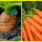 Насіння моркви: сорти та вирощування