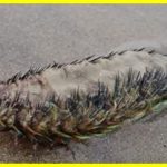 У Британії знайшли «інопланетну» істоту