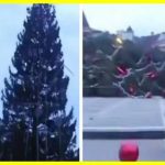 У Румунії впала найбільша ялинка 