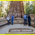 Генерал Шерман – найбільше за обсягом дерево на планеті