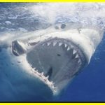 Біла акула: цікаві факти для головного хижака океану