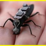 Вчені створили пошуково-рятувальних жуків-кіборгів