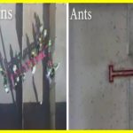 Людина проти мурах: хто швидше вирішить завдання?