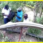 У Кенії з неба впало залізне кільце вагою пів тонни. Цей космічний подарунок викликав великий переполох серед місцевих жителів