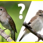 Чому птахи видають так багато різних звуків