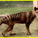 Вчені виростили ембріон тасманського вовка