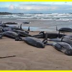 In Australia, 157 orcas have beached themselves on land