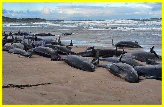 In Australia, 157 orcas have beached themselves on land