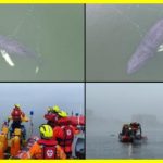 A whale has been rescued from fishing nets. In Poland, animal rights activists spent several hours freeing a humpback whale from fishing nets