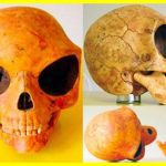 The mysterious skull of an unknown creature