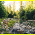 Спостереження за природою знижує фізичний біль