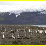 Трамп обклав митом безлюдні острови