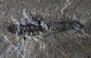 Fossils of a three-eyed predator that lived 500 million years ago have been found