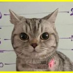 В Таїланді заарештували кішку на прізвисько Ноб Нен