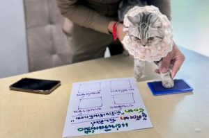 В Таїланді заарештували кішку на прізвисько Ноб Нен