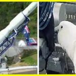 Папуга завадив запуску першої космічної ракети в Австралії