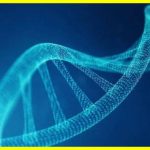 Artificial human DNA