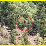 В США потрапила на відео «снігова людина»