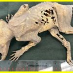 Загадкова мумія тварини з людськими руками