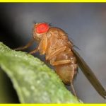 Створені мухи-наркомани для вивчення кокаїнової залежності