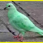Незвичайний зелений голуб здивував користувачів соцмереж