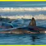 Кітов викинуло на берег після землетрусу