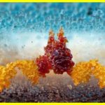 Знайдено ефективний засіб проти раку