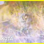 Even 'invisibility cloaks' do not help the Russian military