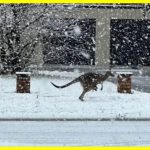 В Австралії сильні снігопади