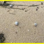 Таємничі кулі на пляжах Австралії