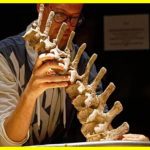 Знайдено скелет динозавра віком близько 125 млн років