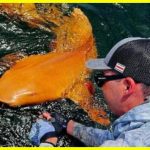 Рибалки впіймали рідкісну помаранчеву акулу