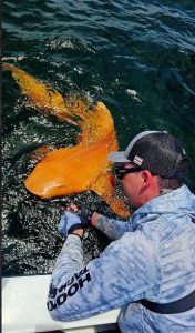 Рибалки впіймали рідкісну помаранчеву акулу