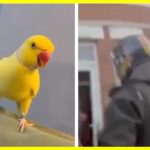 Папуга допоміг розкрити велику наркомережу