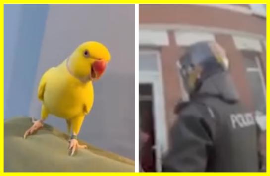 Папуга допоміг розкрити велику наркомережу