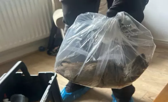 Huge Rat Almost the Size of a Cat Caught in the UK