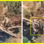 A simple bridge made of twigs stopped the Russian advance