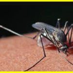 Яка музика може відлякувати комарів