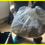 У Великобританії зловили найбільшого щура