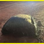 На землю з космосу впав загадковий об'єкт