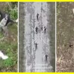 Ukrainian paratroopers captured more than 50 Russians