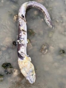 Загадкова риба-зомбі на пляжі Уортінгу